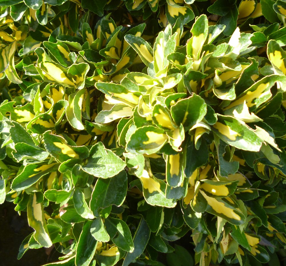 Бересклет японский Ауреус (Euonymus japonicus Aureus) C10L – Ваш сад